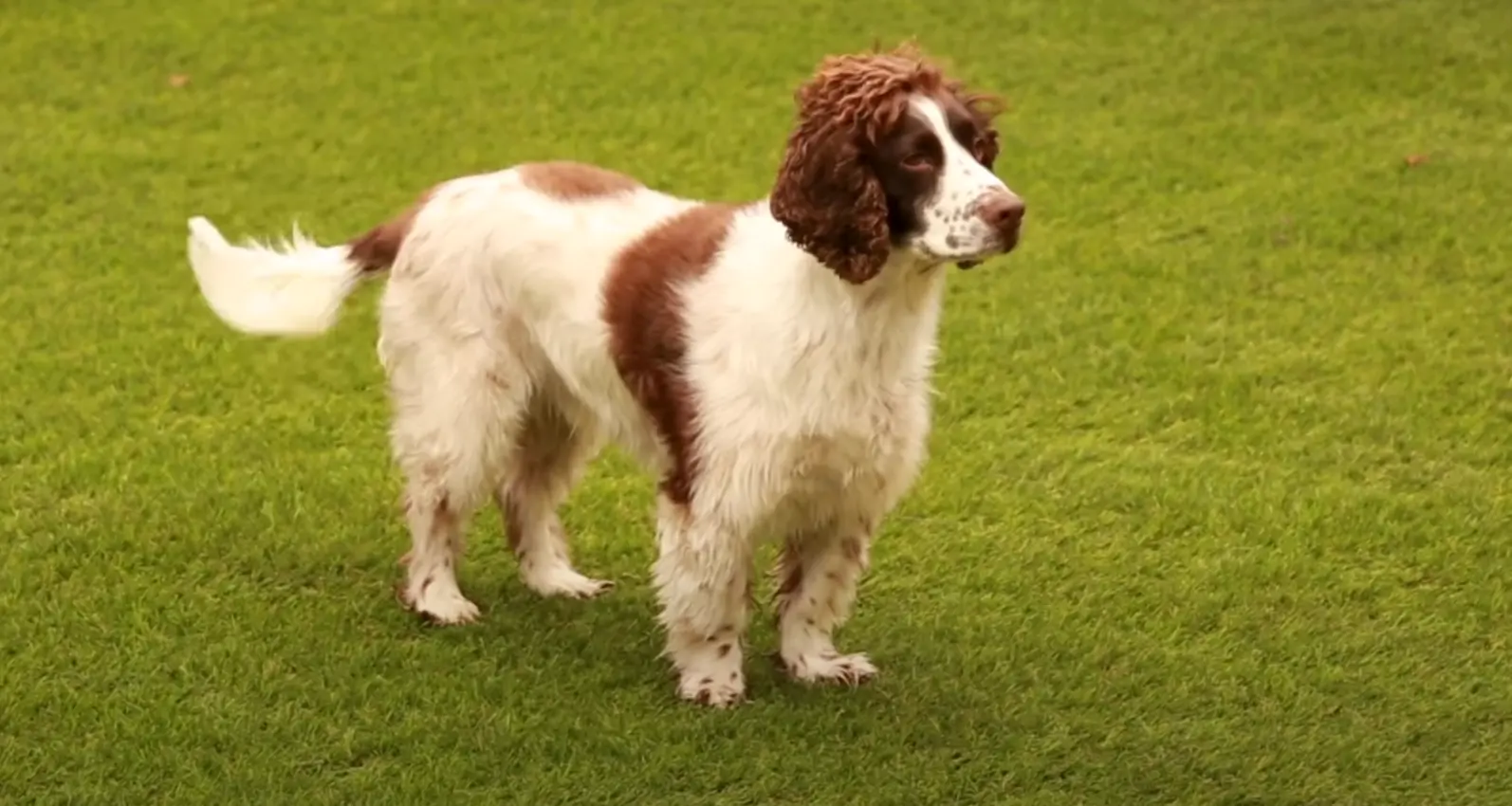 Pet Friendly Turf